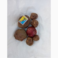 Продам посадкову картоплю Чорний Барон