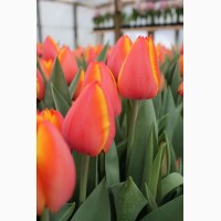 Продам тюльпан зрізаний та в горшках до 8 березня