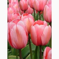 Продам тюльпан зрізаний та в горшках до 8 березня