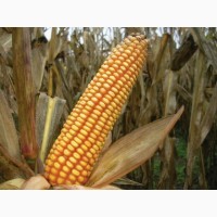 Продам СРОЧНО Семена кукурузы CORBIN FS - 899 ФАО 260 канадский трансгенный гибрид