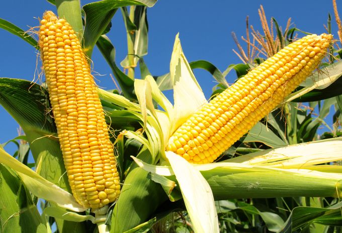 Фото 9. Продам СРОЧНО Семена кукурузы CORBIN FS - 899 ФАО 260 канадский трансгенный гибрид