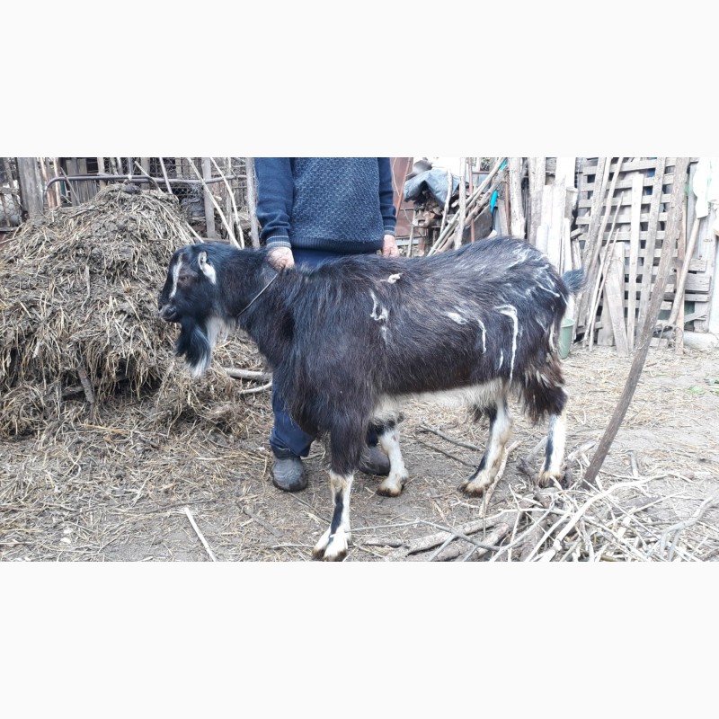 Фото 3. Продам козу Зааненковской породы