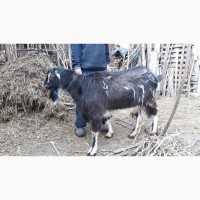 Продам козу Зааненковской породы