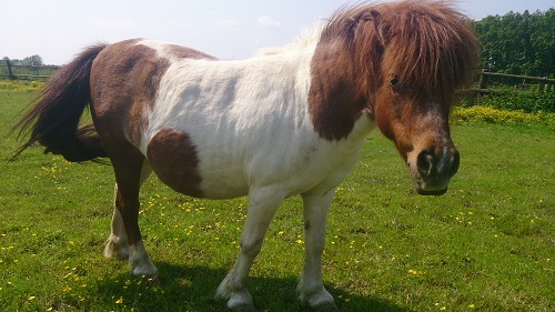 Фото 3. Продам кобилу породи Шотландський поні