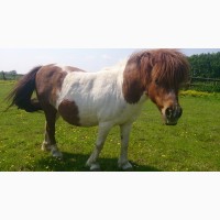 Продам кобилу породи Шотландський поні