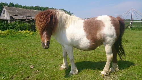 Фото 4. Продам кобилу породи Шотландський поні