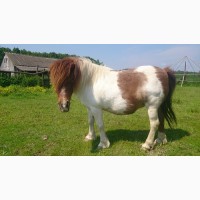Продам кобилу породи Шотландський поні