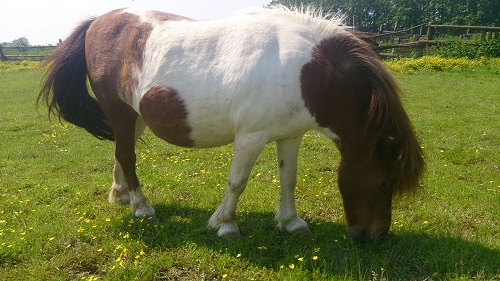 Фото 5. Продам кобилу породи Шотландський поні