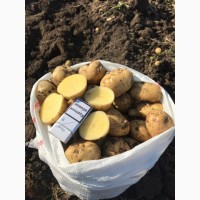 Продам картофель оптом с поля