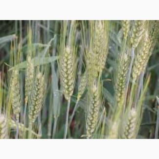 Продам насіння озимої пшениці АДЕССО (Probstdorfer Saatzucht, Австрія)