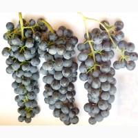 Продам свіжий темний Виноград сік з мезгою під бродіння на вино від 5л