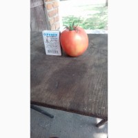 Продам насіння родючих томатів
