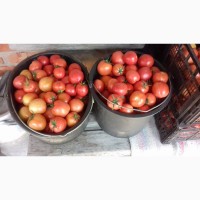 Продам насіння родючих томатів