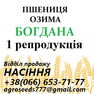 Семена озимой пшеницы Богдана - от производителя
