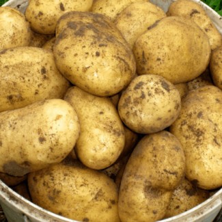 Оптовий продаж картоплі товарної якості, Київська область