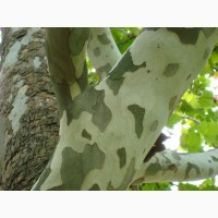 Семена Платан (Platanus) (1гр – 15грн)