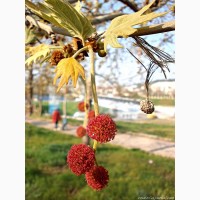 Семена Платан (Platanus) (1гр – 15грн)