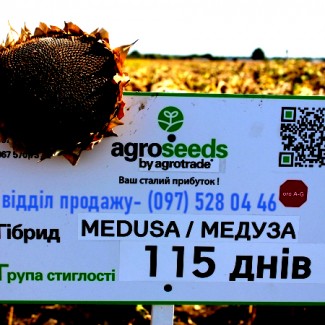 Семена подсолнечника, Maisadour Semences, гибрид Медуза / Medusa OR 7