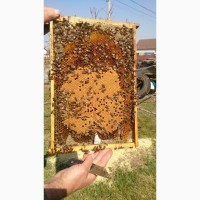 Продам бджоли (пчелы) бджолопакети рамки українка