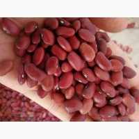 Red and White Kidney beans / Kidney beans available for sale