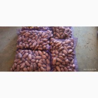 Продам картоплю Гранада Белана Німеччина, Спунта Данія