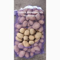 Продам картоплю Гранада Белана Німеччина, Спунта Данія