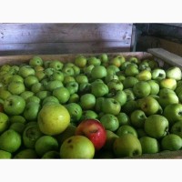 Продам яблука для переробки