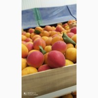 Продам абрикосы из Молдавии