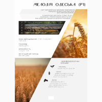 ДП ДГ ДНІПРО продаж пшениці від виробника, сорт Мелодія одеська, категорія СН/перша