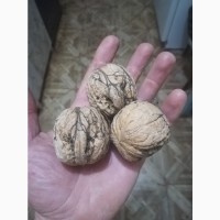 Саженцы трехлетнего грецкого ореха