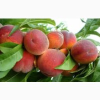 Продам персики (сорт редхквен) с сада оптом