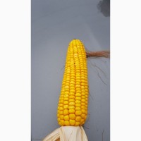 НАСІННЯ кукурудзи ГРАНД 240, середньоранній