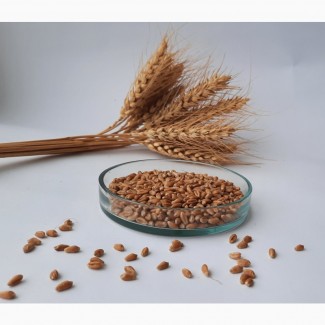 Реалізуємо насіння пшениці ярої Недра ( РР 2, с/еліта, еліта)