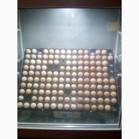 Company Mach инкубационные яйца