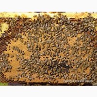 Пчелиные матки украинской степной породы