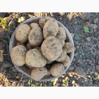 Продам картоплю, сорт Арізона