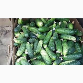 Купимо грунтові огірки оптом від 10-20 т по всій Україні