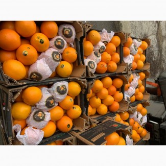Предлагаем апельсин Египет