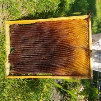 Продам бджолосім#039;ї, рамки суш