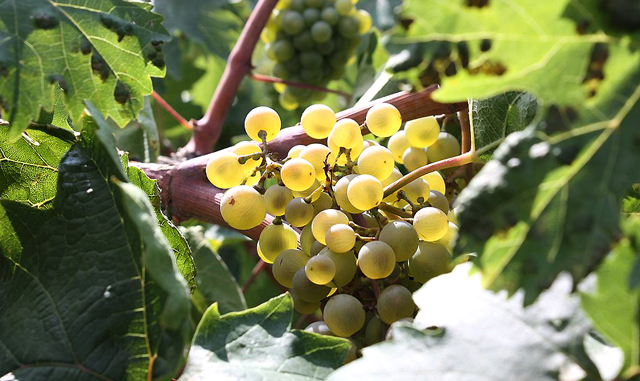Фото 2. Продам технічний виноград білого сорту Буковинка від виробника