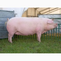 Продам 2 свиней живою вагою