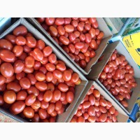 Продаємо помідори з поля