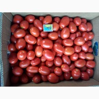 Продаємо помідори з поля