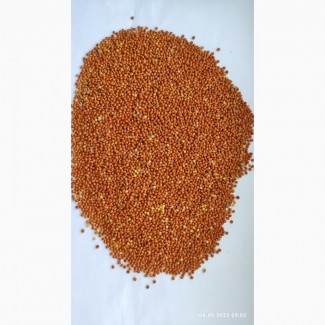 Продам просо червоне (Panicum miliaceum) - 500т., б/н або $, виробник