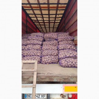 Продам картоплю Бела Роса