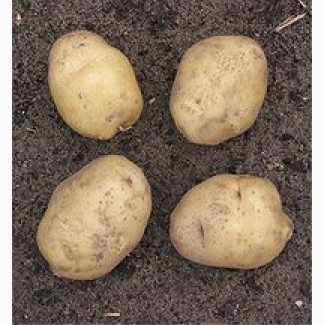 Домашня картопля високої якості з доставкою