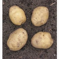 Домашня картопля високої якості з доставкою