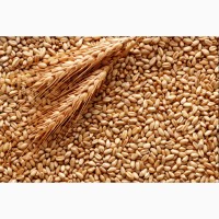 Фуражна пшениця. Сертифікат GMP