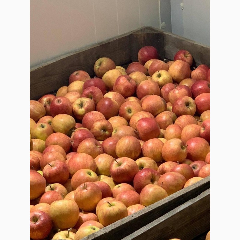 Фото 3. Продам оптом яблука з холодильника фрешовані
