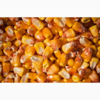 Продам кукурудзу 1500 тонн, Дніпропетровська область